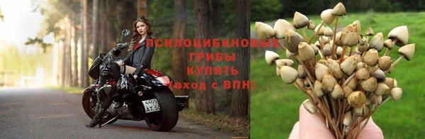 ГАЛЛЮЦИНОГЕННЫЕ ГРИБЫ Горняк